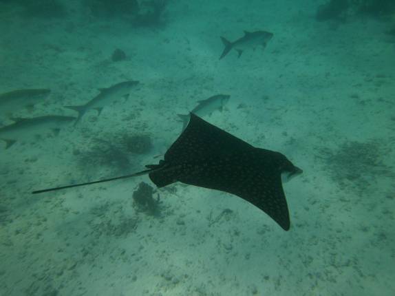 Arraia chita nada entre tarpoons perto de Tobacco Caye, na grande barreira de corais de Belize